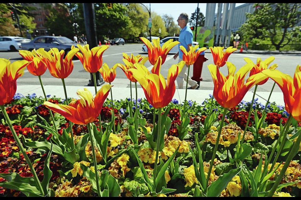 Spring flowering bulbs such as tulips need only a modestly moist, well-drained soil that has cooled to below 15 C. ADRIAN LAM, TIMES COLONIST 