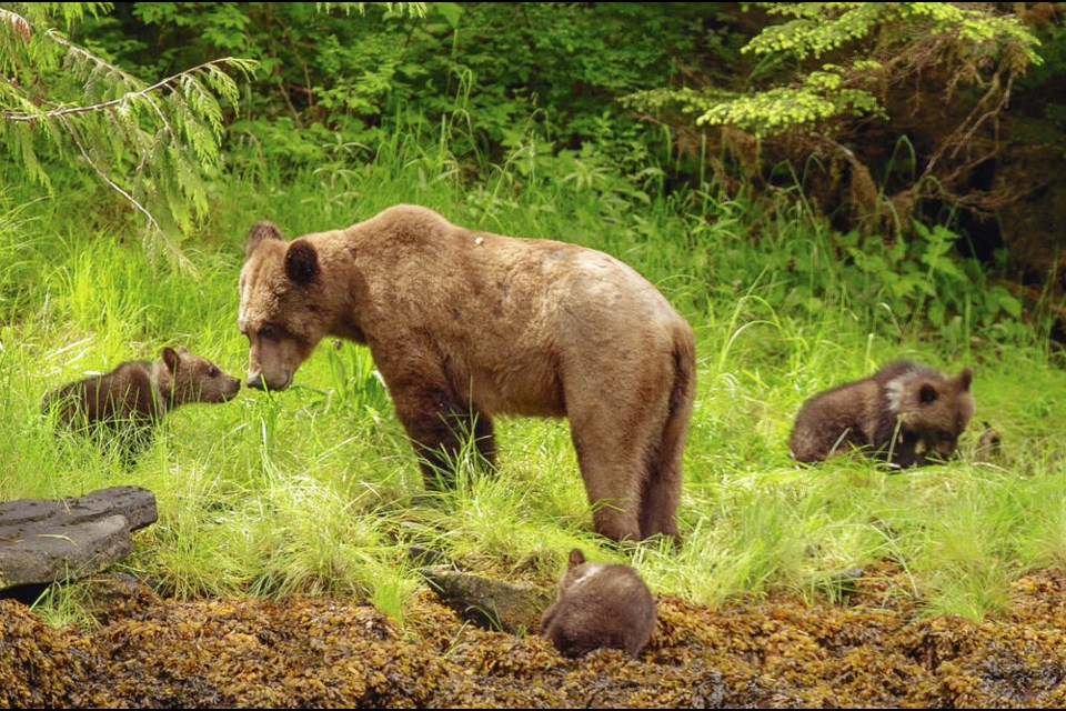 A mother grizzly bear with her triplets. Trish Boyum Nature Photography 