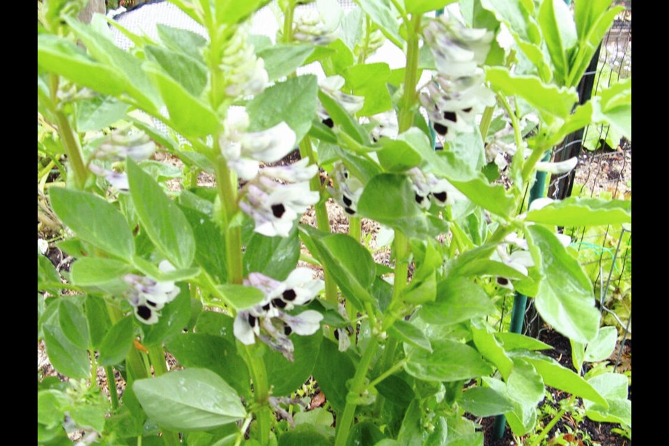 This mystery cluster of broad bean plants emerged in late summer to develop and produce a show of bloom. HELEN CHESNUT 