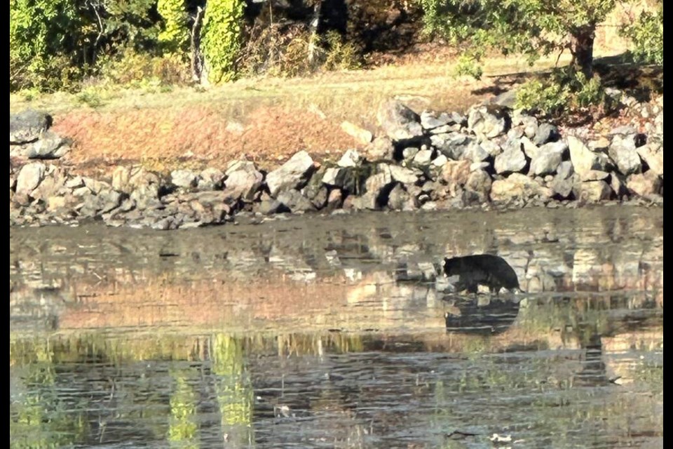 A black bear spotted on the edge of Portage Inlet on Friday. PATRICIA ROBINSON 