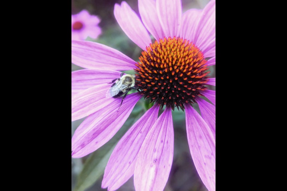 A bee appears to be “snuggling” into an echinacea bloom. CHRIS D. PHOTO 
