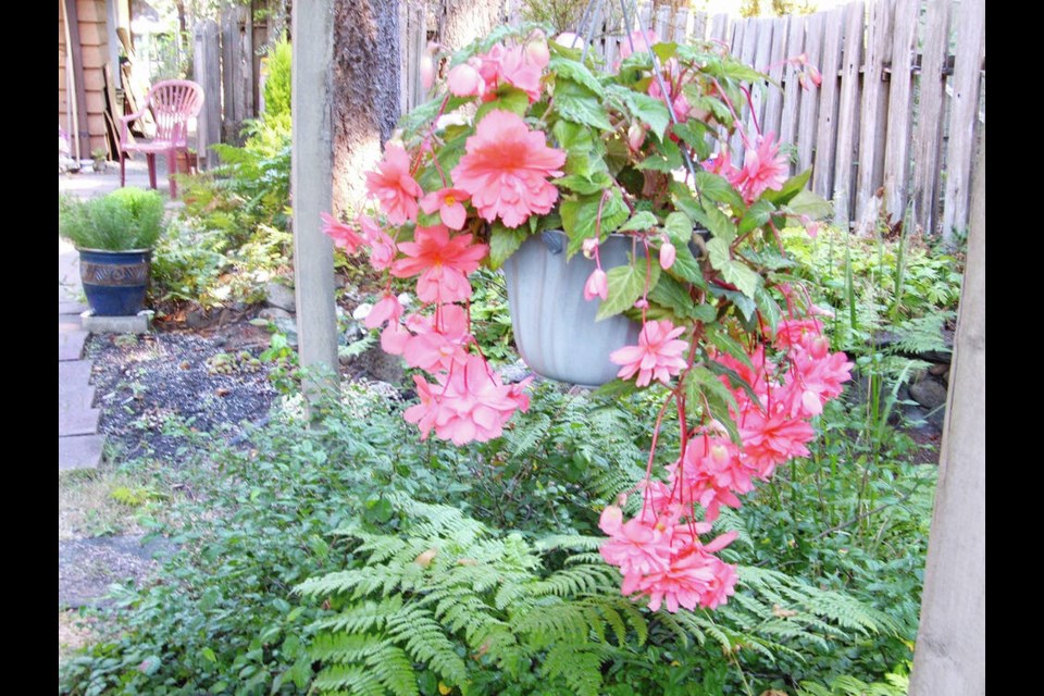 As temperatures cool in the fall, tuberous hanging basket begonias need to be gradually encouraged to die down naturally with a gradual withholding of water.	HELEN CHESNUT 