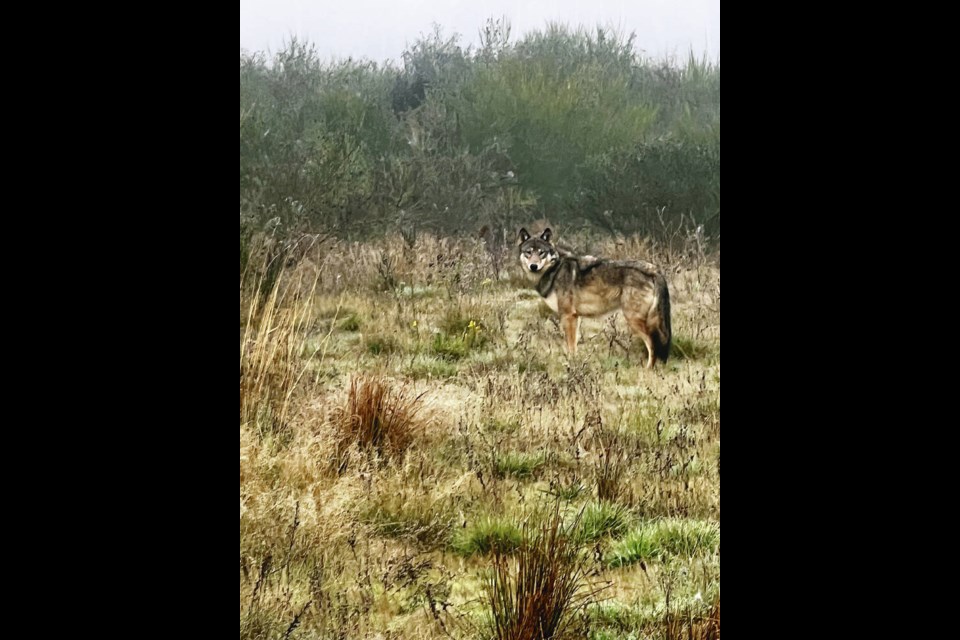 The wolf-dog has been seen several times checking out the trap on a game camera set up nearby. VIA VAUGHAN ROBERTS 