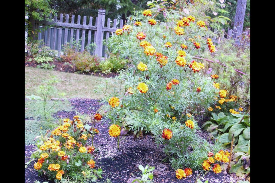 One of the transplants of a dwarf French marigold produced a giant, flower-filled bush.  HELEN CHESNUT 