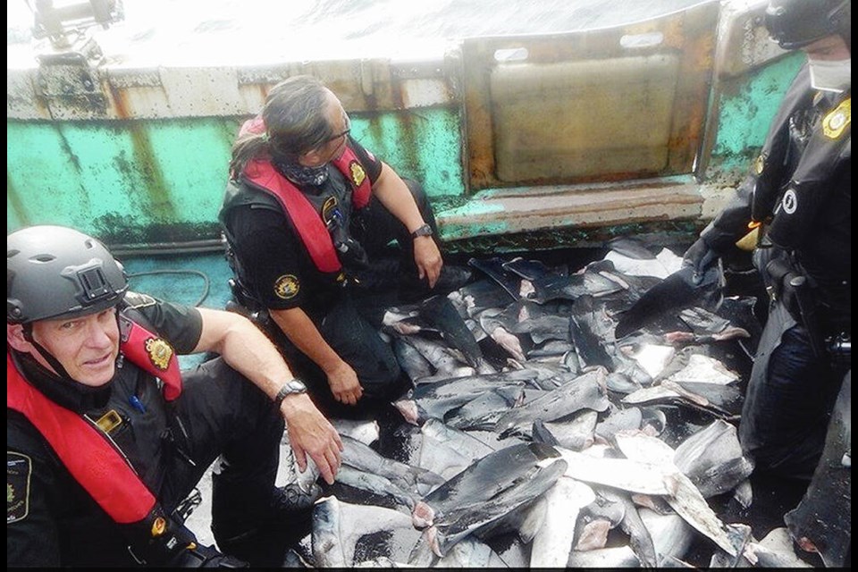 Canadian fishery officers along with U.S. Coast Guard locate shark fins during an inspection of a fishing boat in the North Pacific. 
FISHERIES AND OCEANS CANADA 