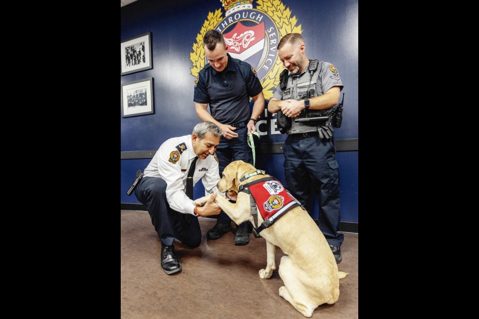 Police Chief Del Manak performs a swearing-in ceremony for Daisy, a three-year-old Labrador retriever, as VicPD’s new occupational stress intervention dog, in front of handler Const. Matt King, left, and secondary handler Special Municipal Const. Ryan Denninger, on Tuesday. DARREN STONE, TIMES COLONIST 