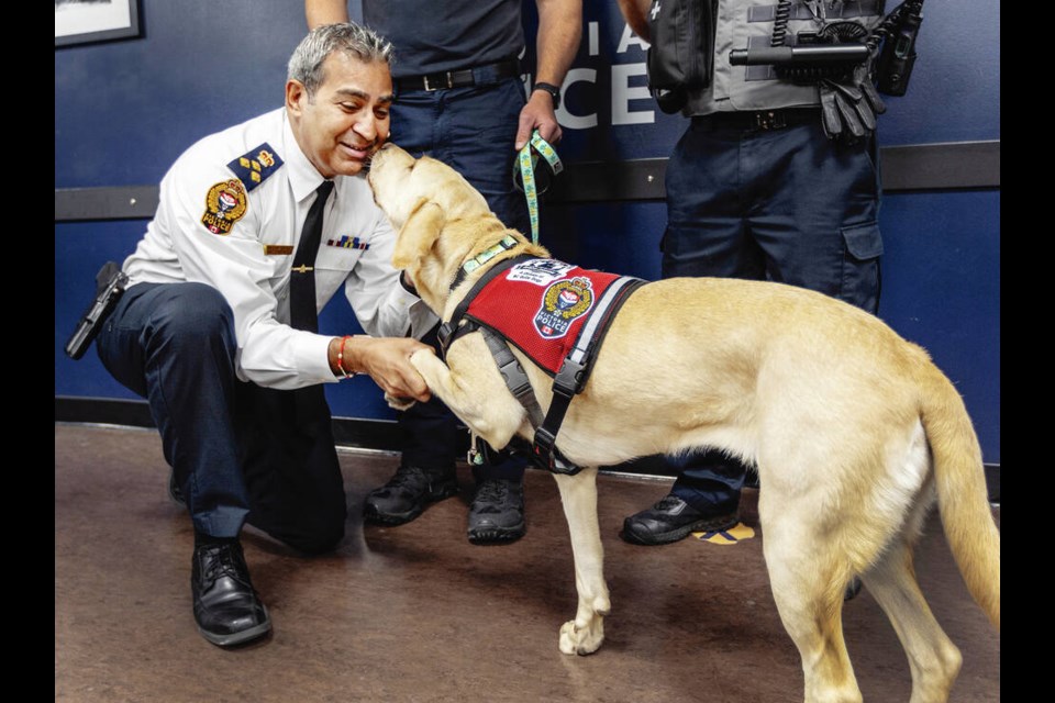 Victoria Police Chief Del Manak gets a kiss from Daisy, a three-year-old Labrador retriever, after she was “sworn in’ as VicPD’s new occupational stress intervention dog. DARREN STONE, TIMES COLONIST 
