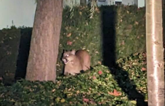 A cougar spotted before 5 a.m. near Garbally Road off Gorge Road East in Victoria. VICTORIA POLICE DEPARTMENT 