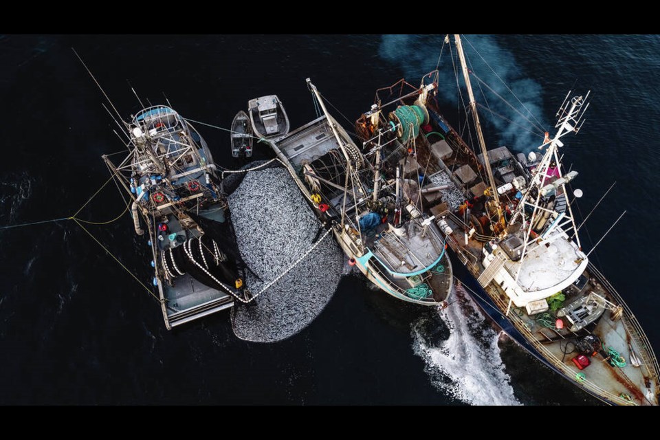 Fishing vessels in the Strait of Georgia haul in herring. IAN MCALLISTER AND PACIFIC WILD ALLIANCE 