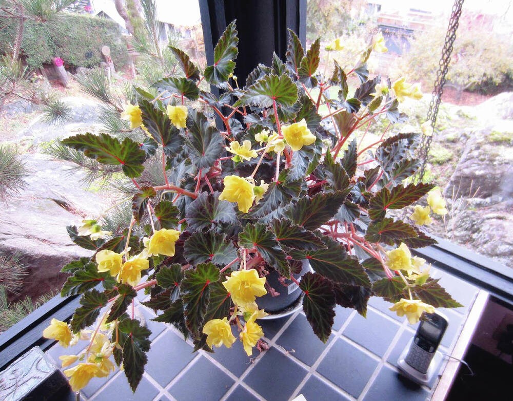 Helen Chesnutt: Begonia lebat mendapat manfaat dari irigasi di dalam ruangan