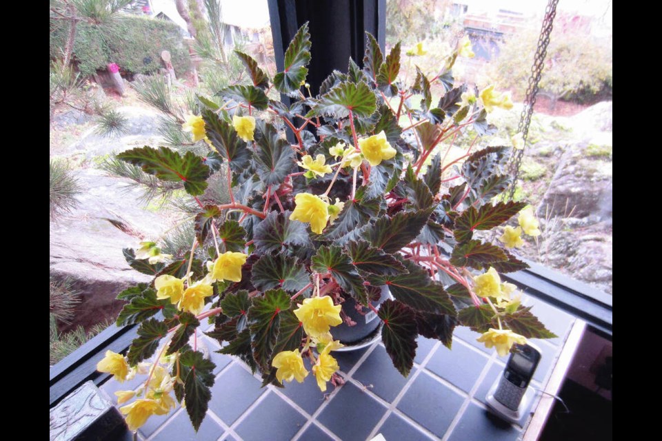 Sheila grows this tuberous begonia in an unconventional manner. Here it is on Nov. 11. PHOTO BY SHEILA 