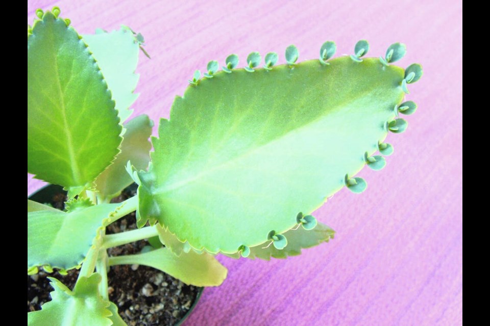 “Friendship plant” (Bryophyllum, Mother of Thousands)) bears leaves that form tiny plantlets along the leaf edges. The plantlets fall away from the parent plant and take root where they find a suitable medium for growing. HELEN CHESNUT 