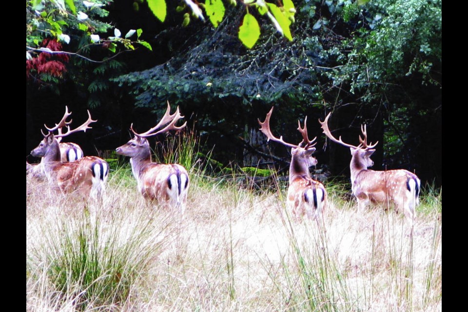 Fallow deer on Sidney Island. Property owners on the island confirmed the kill will start Dec. 1 after being informed this week by Parks Canada. PARKS CANADA 