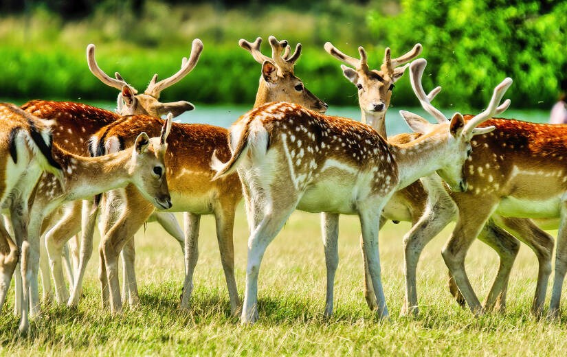 web1_fallow-deer-sidney-island