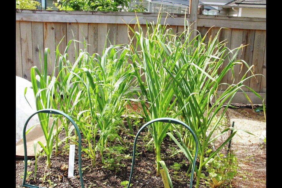 Growing more than one variety of garlic will show gardeners which one grows most robustly and yields the heftiest bulbs. Here, in June, Music plants on the right have produced stronger plants.	HELEN CHESNUT 