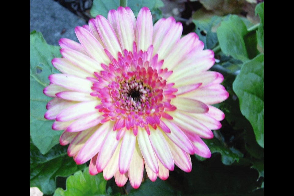 Gerberas are tender perennials that are most commonly grown as annuals. This seed-grown variety is called Strawberry Twist. Helen Chesnut photo. Garden column Wednesday, Nov. 15. 