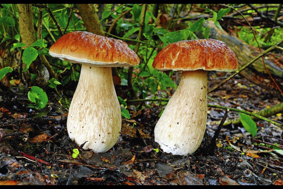 One of the surprises and delights this fall, says forest ecologist Andy MacKinnon, is the abundance of the king bolete, also known as porcini mushrooms, which he described as perhaps the world’s most sought-after edible mushroom. BERNARD SPRAGG VIA WIKIMEDIA COMMONS 