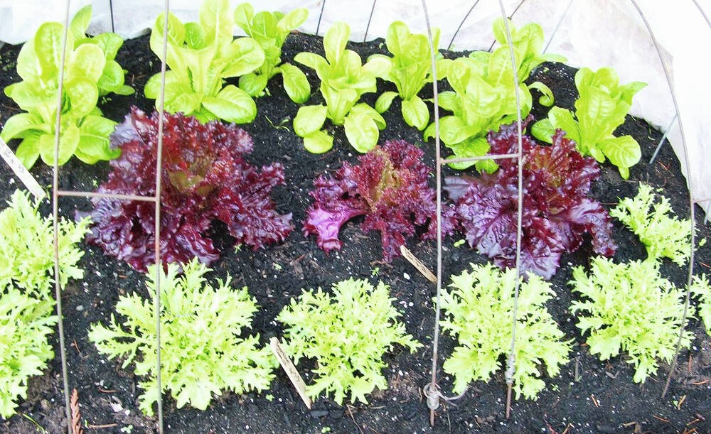 Helen Chesnut: Fluffy leaves make mild perform of autumn job