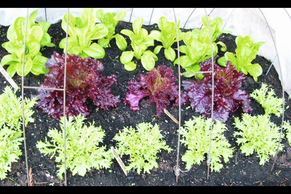 Sturdy wire hoops hold row cover material over this bed of curly endive and lettuces. More covering layers can be added as protection in cold weather. HELEN CHESNUT 