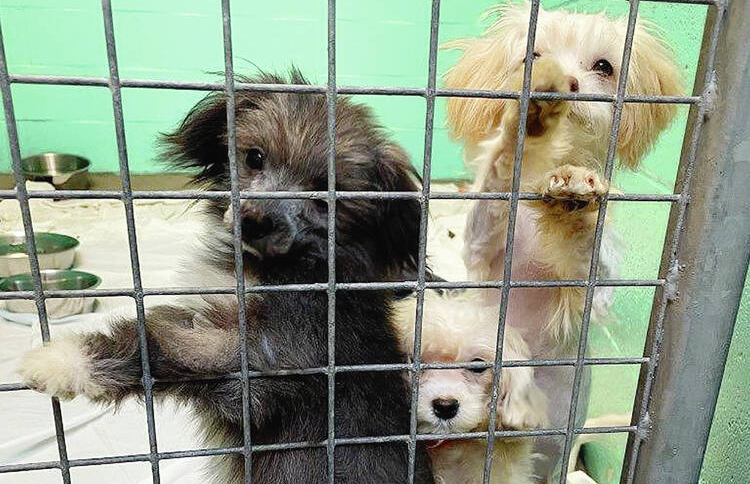 Bc sales spca havanese