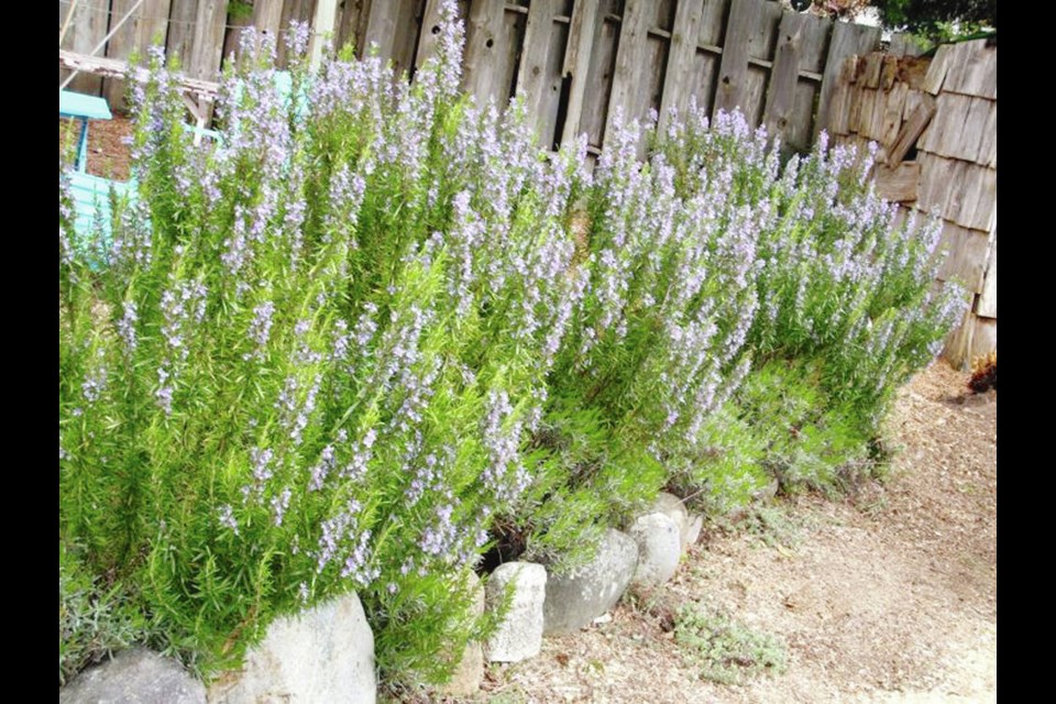A rosemary “hedge” will grow well in hot, sunny conditions and provide a long period of bloom, fragrance, and culinary flavouring. HELEN CHESNUT 