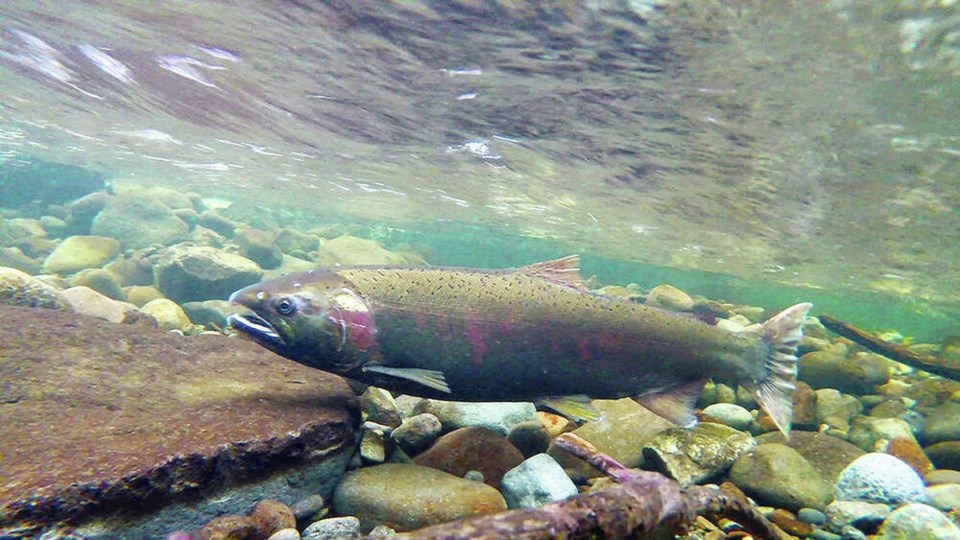 web1_salmon-in-river