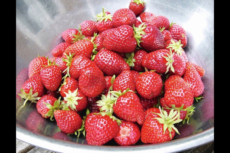 June-bearing strawberries like these Totems are bigger that everbearing types, but they produce just one, large crop of berries. HELEN CHESNUT 