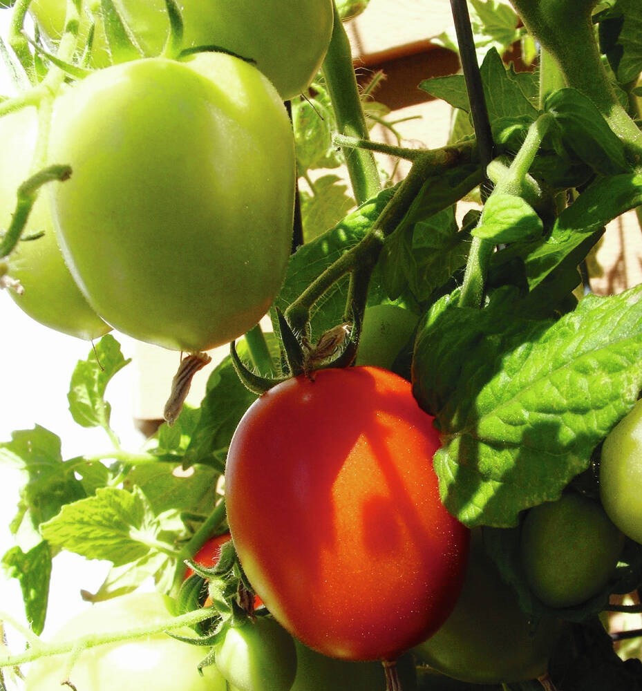 Some favorite tomatoes and where to find their seeds