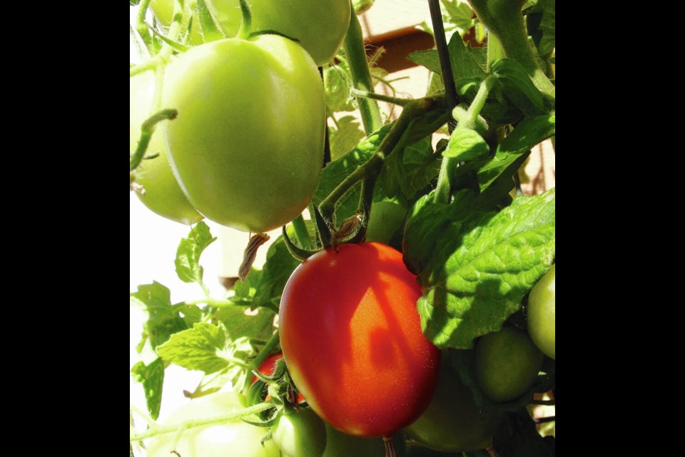 Little Napoli tomato is a compact plant, perfect for container cultivation. It produces small Roma tomatoes. HELEN CHESNUT 