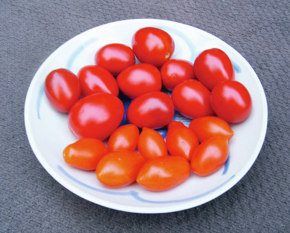 web1_tomatoes-little-napoli-and-sun-dipper-oct