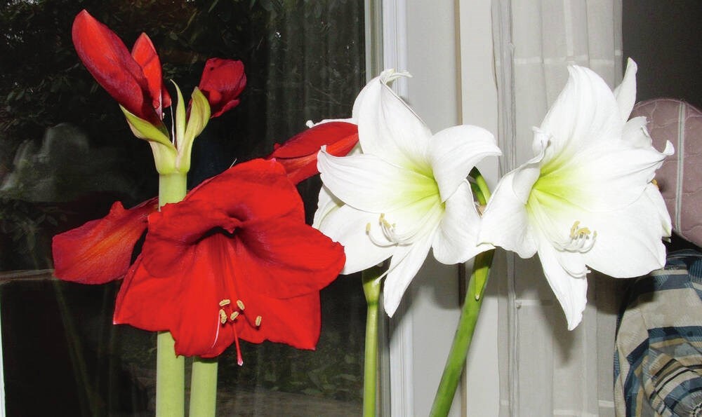 Yard tips: What should really I do right after my amaryllis blooms?