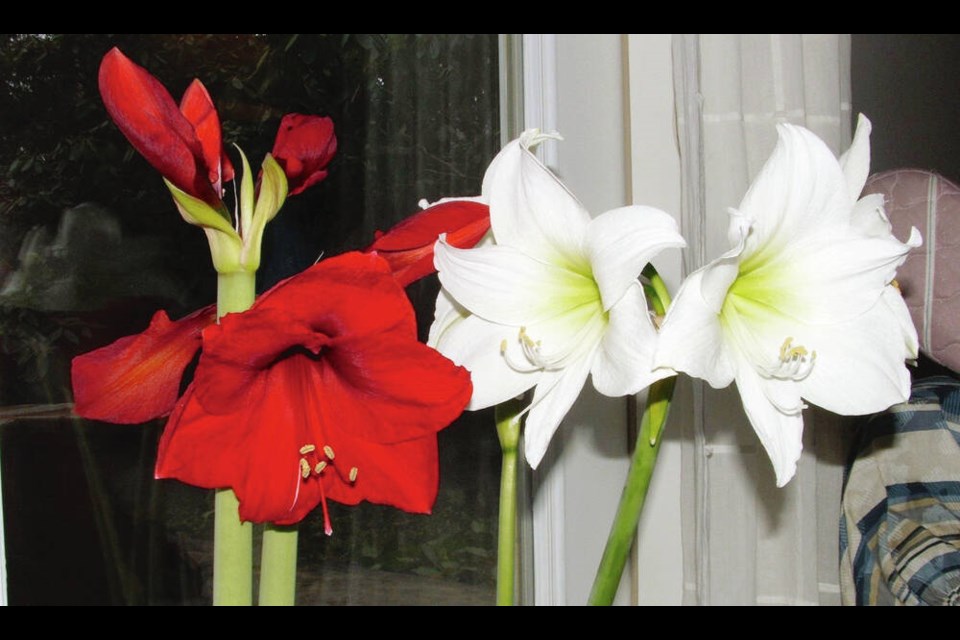Red Lion and Mont Blanc are two older amaryllis varieties that re-boom reliably following a rest period in the fall. HELEN CHESNUT 