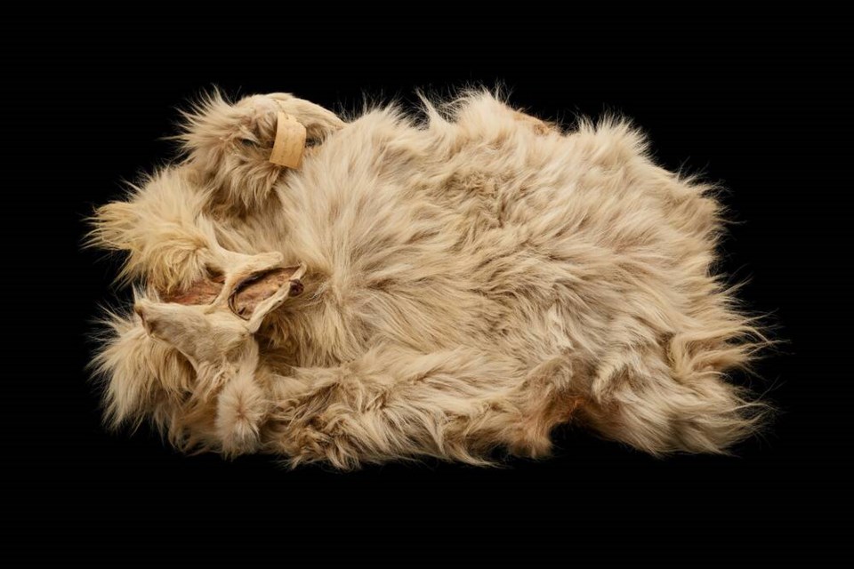 The 160-year-old pelt of the woolly dog Mutton in the Smithsonian’s collection. BRITTANY M. HANCE, SMITHSONIAN 