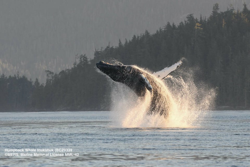 A humpback whale breaches off the coast of Vancouver Island near Port McNeill. JACKIE HILDERING 