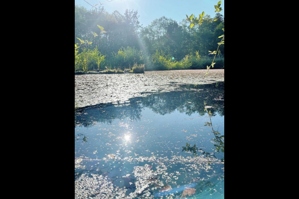 The newly re-named Salamander Pond. VIA ASHLEY KURAMOTO 