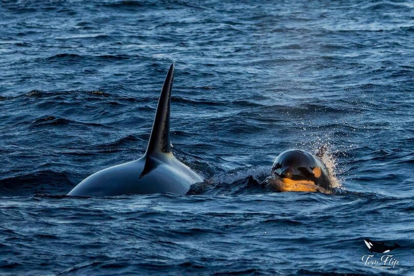 web1_new-orca-calf