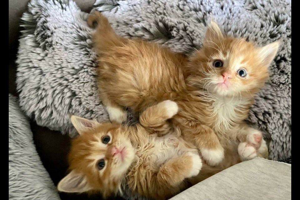 The kittens dropped off at the Victoria SPCA, including these two orange tabbies, are being fostered until they are ready to adopt. B.C. SPCA 