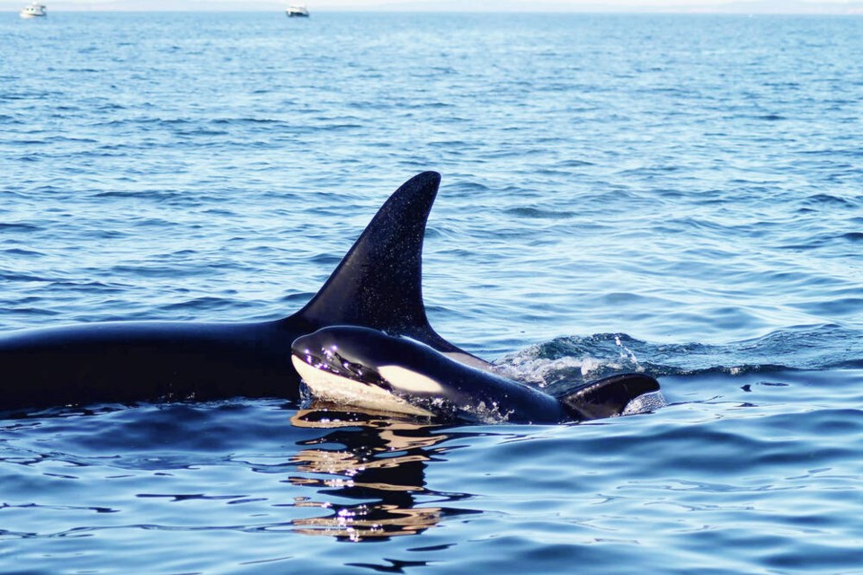 web1_orca-baby-12-28-2023