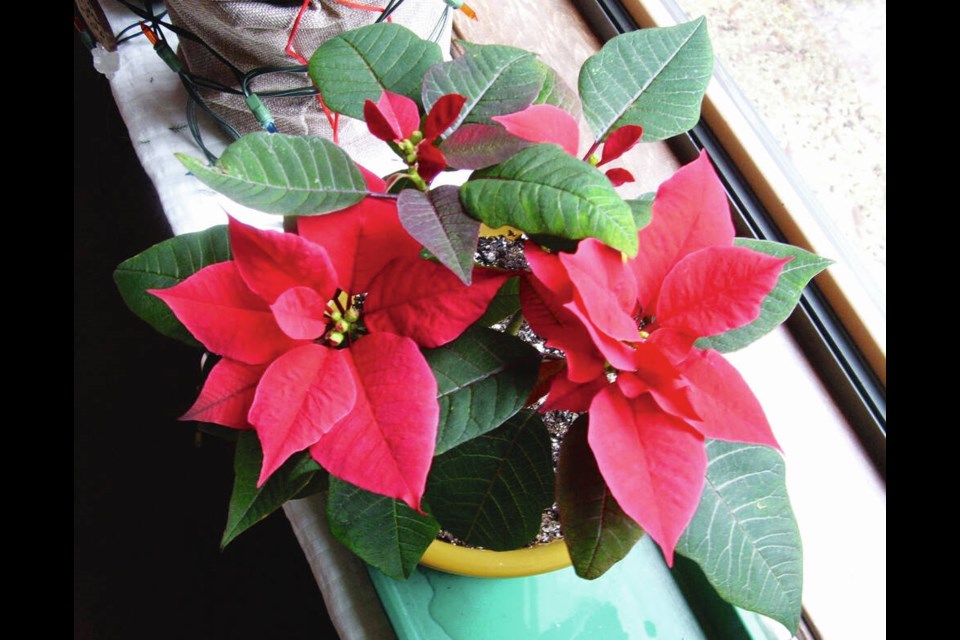After a summer outdoors, this poinsettia was placed at a window in a room that remains partially dark most of the time. The result: The half of the plant facing the window, away from any light in the room, developed fully coloured bracts in December while the half facing into the room took on only minimal touches of red. HELEN CHESNUT 