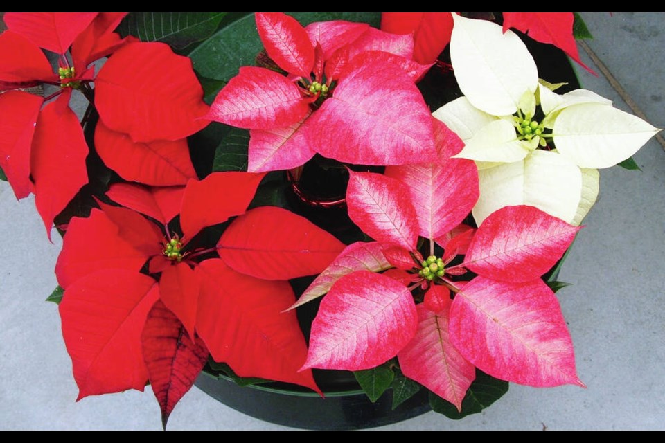 Poinsettias are the most popular Yuletide season plants. They are commonly available in a wide range of sizes and several colours. Helen Chesnut photo. Garden column Wednesday, Dec. 13. 