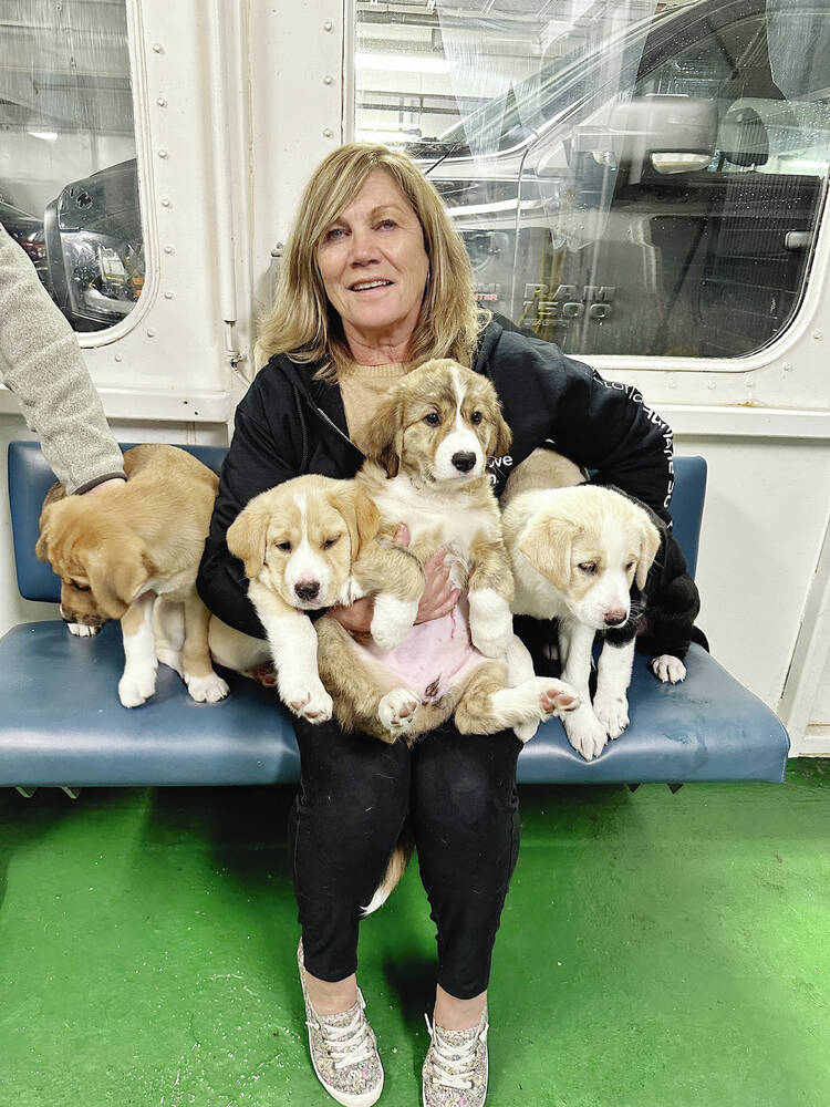 Pet stores to play best sale with puppies