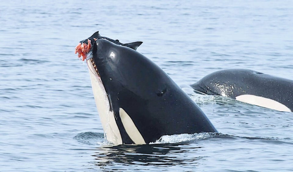 web1_southern_resident_killer_whale_eating_salmon
