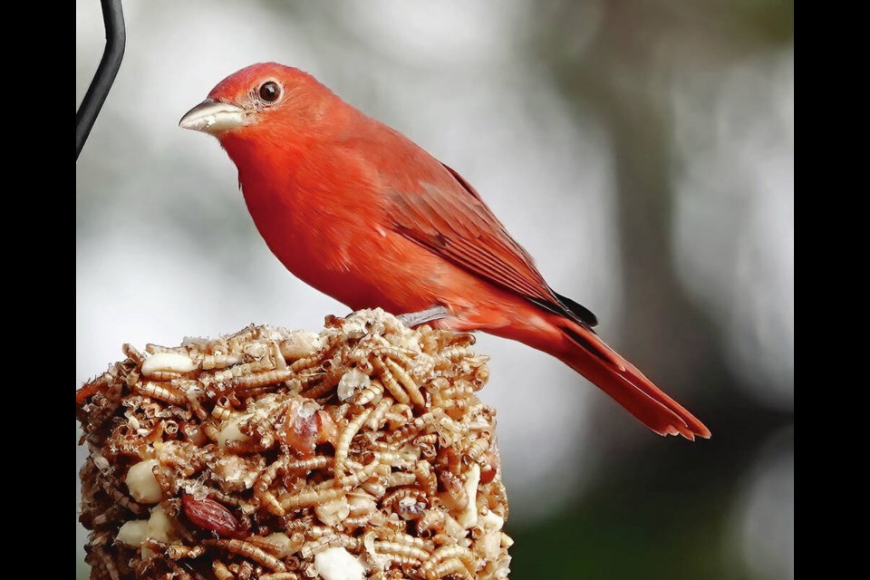 A summer tanager at a local bird feeder. The all-red bird is usually found in Central and South America in the winter. VIA ANN NIGHTINGALE 