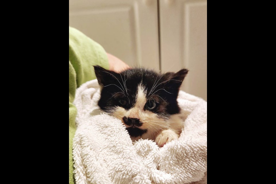 The black-and-white male kitten was so frightened that he trembled all over, so his rescuer ignored the ringworm and cuddled him until he relaxed and starting purring.	VIA KIRSTEN BELDAY 