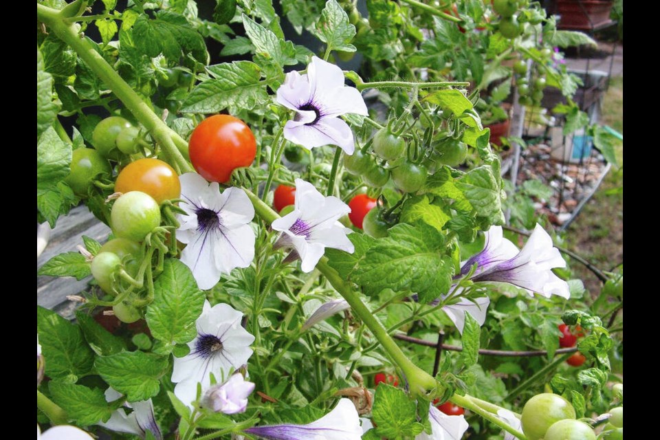 You don’t need a garden to grow tomatoes. Here, a fruit-laden stem has bent over to join petunias growing in a nearby container. HELEN CHESNUT 