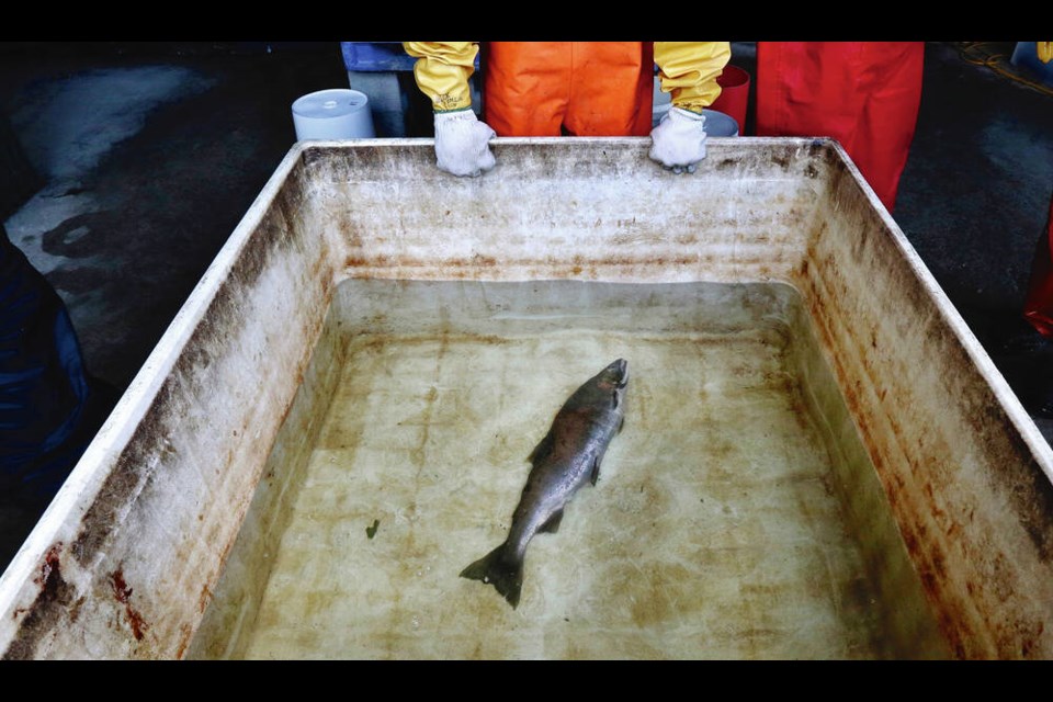 A research toxicologist working with NOAA Fisheries, with a salmon that died from four hours of exposure to unfiltered highway runoff water on Oct. 20, 2014. The EPA in the U.S. has been asked to ban the rubber preservative, which can be deadly for fish. AP FILES 