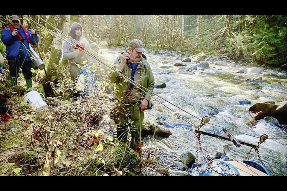 Volunteers with the Courtenay Fish and Game club transport live coho salmon out of the Trent River canyon on a makeshift fish gondola, which consists of a big, blue, plastic water-filled barrel suspended on a steel wire. A pulley and rope system powered by vehicles on the hilltop moves the cable car up and down the slope. Once they’re aboard, the system allows live salmon to soar above trees to the canyon top quickly, with as little stress possible. PHOTOS BY ROCHELLE BAKER, CANADA’S NATIONAL OBSERVER 