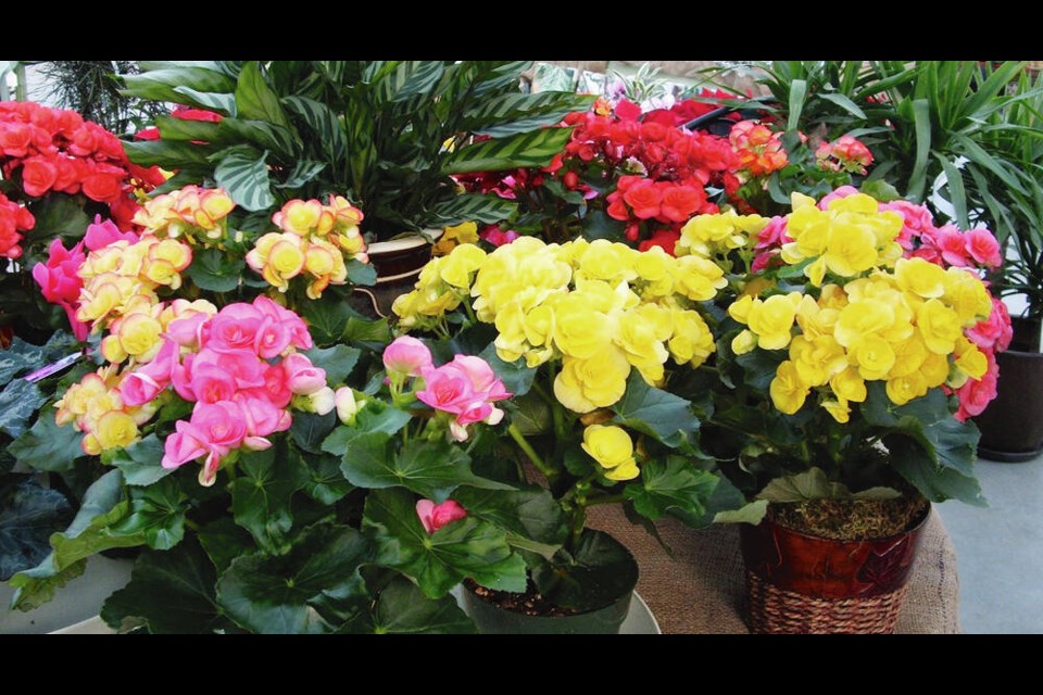 Rieger begonias are easy-care flowering house plants with a long period for bloom. HELEN CHESNUT