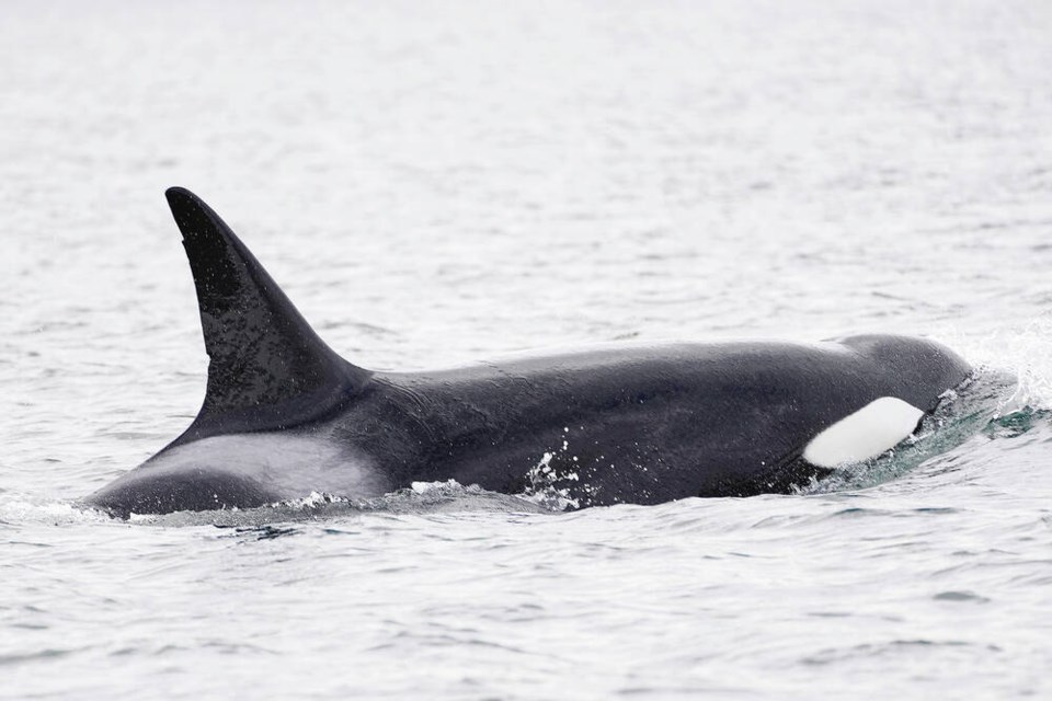 Bigg’s orca T046, also known as Wake, is presumed dead after not being sighted with her family group in nearly a year, according to scientists. JARED TOWERS, FISHERIES AND OCEANS CANADA 