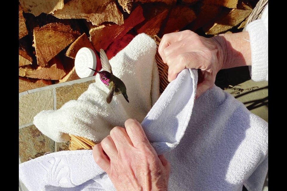 Anna’s hummingbird is released after recovering from a state of ­torpor on Friday morning at reporter Darron Kloster’s home.  TIMES COLONIST 